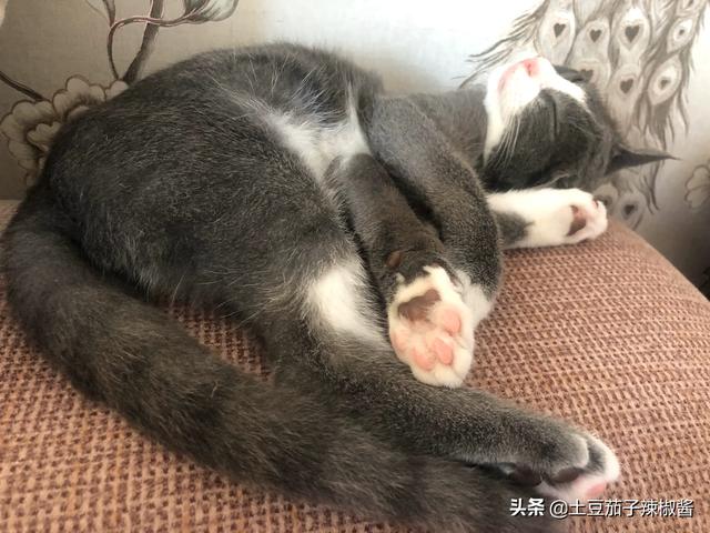 最佳娱乐时代txt下载(最佳娱乐时代免费阅读)