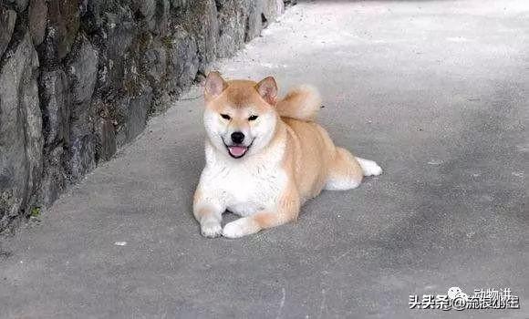 关于狗的电影（关于狗的电影排行榜前十名）