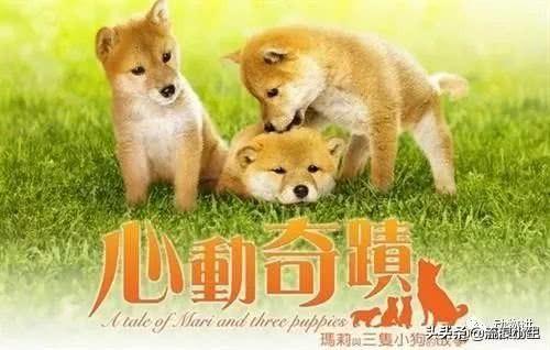 关于狗的电影（关于狗的电影排行榜前十名）