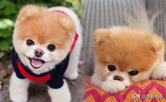 宠物狗排行榜前十名(宠物狗最受欢迎排行榜宠物狗)