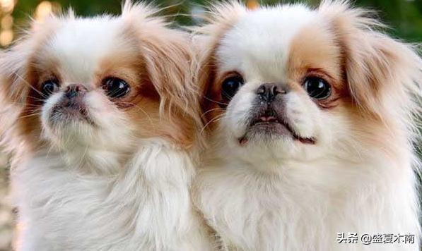 宠物狗排行榜前十名(宠物狗最受欢迎排行榜宠物狗)