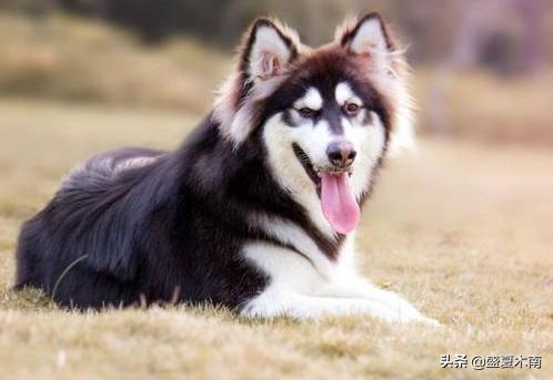 宠物狗排行榜前十名(宠物狗最受欢迎排行榜宠物狗)